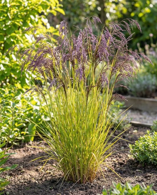 Purpurhirs (Panicum miliaceum) – frön för ettårig prydnadsgräs från SeedsChoice