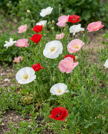 Vallmo Mother Of Pearl (Papaver rhoeas) – ettåriga blomsterfrön från SeedsChoice
