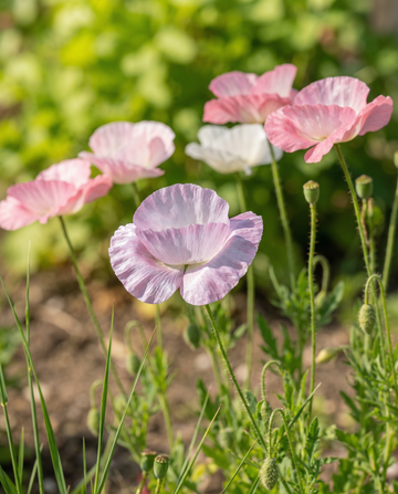 Vallmofrön Mother Of Pearl (Papaver rhoeas) – ettårig blomma