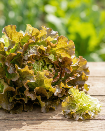 Plocksallat fröband (Lactuca sativa) – ettårigt fröband från SeedsChoice