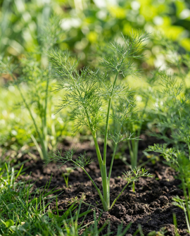 Dill Seed Pads Anethum graveolens Ettårigt Örter Pads 4 Pack