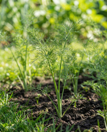 Dill Pads 4 Pack (Anethum graveolens) – ettåriga fröplattor från SeedsChoice