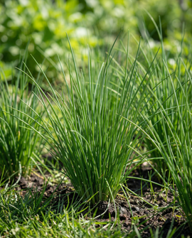 Chives fröplattor Allium schoenoprasum flerårig ört 4 plattor