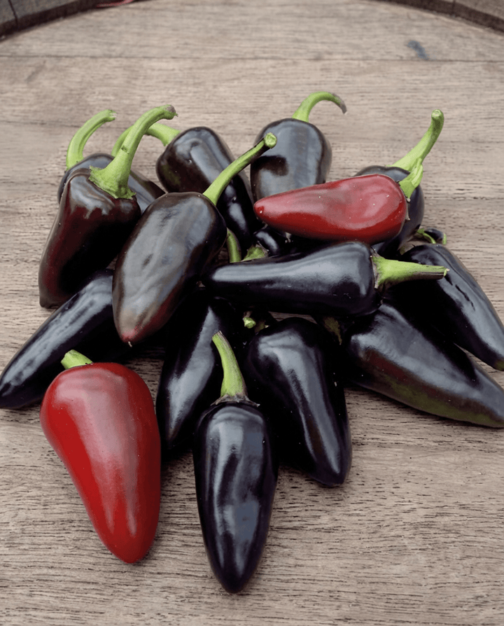Fresno Red Pepper-frön (Capsicum annuum) – ettårig grönsak