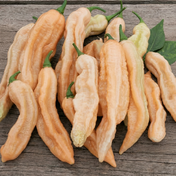 Dorset Pink Pepper frön (Capsicum chinense) – ettårig grönsak