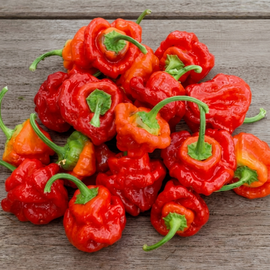 Scotch Bonnet Pepper-frön Capsicum chinense ettårig röd