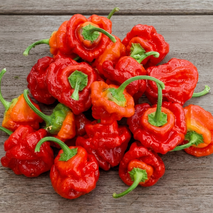 Scotch Bonnet Pepper Red-frön (Capsicum chinense) – ettårig grönsak