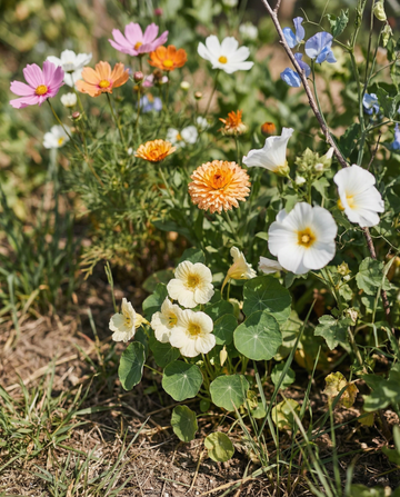Kollektion Nybörjarkit Med Etiketter Penna Instruktioner – ettåriga blomsterfrön från SeedsChoice