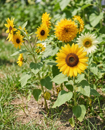 Solros 6 sorters samlingssortiment (Helianthus annuus) – ettåriga blomsterfrön från SeedsChoice