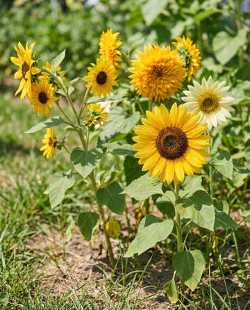 Solros 6 sorters samlingssortiment frön (Helianthus annuus) – ettårig blomma