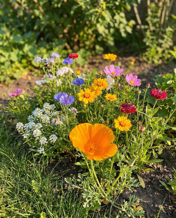 For Bees Low Mix 15m2 Full Sun frön – ettårig blomma