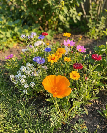 For Bees Low Mix 15m2 Full Sun – ettåriga blomsterfrön från SeedsChoice