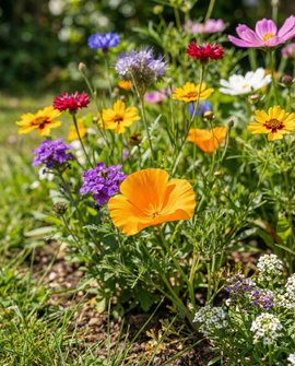 Friendly Flowers fjärilsvänliga frön – ettårig blomsterblanding 15g