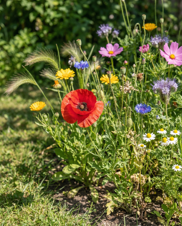For Birds Mix 15m2 Coverage – ettåriga blomsterfrön från SeedsChoice