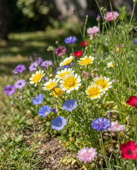 Frön för inhemskt vildblomsterblad – ettårig blomsterblandning 25 m² täckning