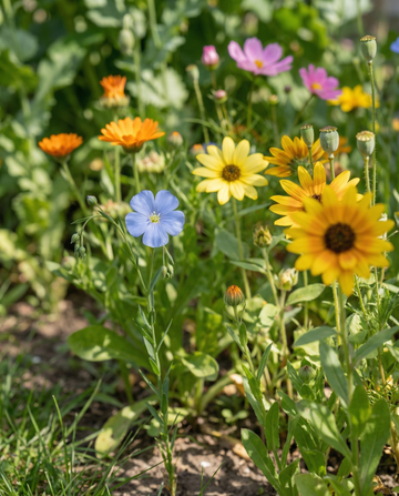 For Birds Mix 50m2 Coverage – ettåriga blomsterfrön från SeedsChoice
