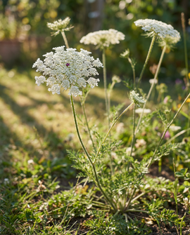 Vild morot frön Daucus carota tvåårig blomma