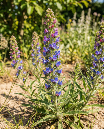 Blåeld mix (Echium vulgare) – frön för tvåårig blomma från SeedsChoice
