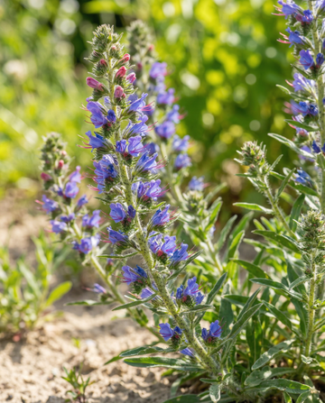 Blåeld mix frön (Echium vulgare) – tvåårig blomma