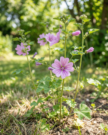 Malvamix (Malva sylvestris) – tvååriga blomsterfrön från SeedsChoice