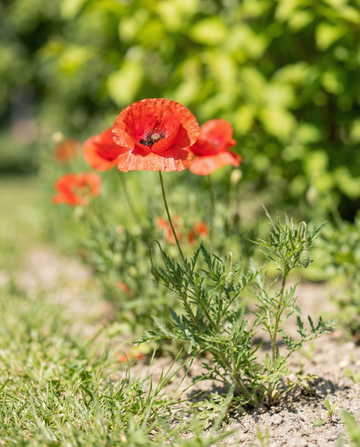 Kornvallmoblandning (Papaver rhoeas) – ettåriga blomsterfrön från SeedsChoice