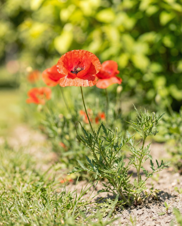 Kornvallmoblandning frön (Papaver rhoeas) – ettårig blomma