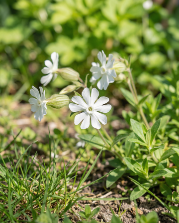 Vitglim (Silene latifolia) – fleråriga blomsterfrön från SeedsChoice