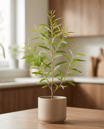 Citroneukalyptusfrön (Eucalyptus citriodora) – flerårig ört