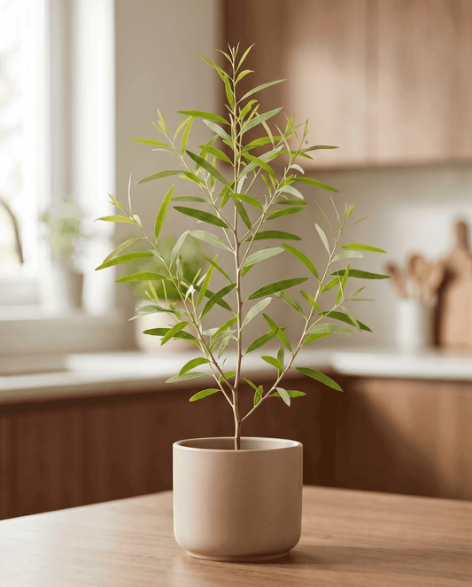 Citroneukalyptus (Eucalyptus citriodora) – fleråriga örtfrön från SeedsChoice