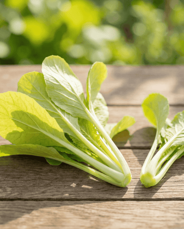 Rovblast gul (Brassica pekinensis) – ettåriga grönsaksfrön från SeedsChoice