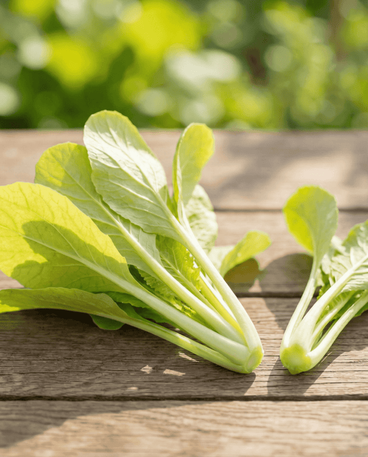 Rovblast gul (Brassica pekinensis) – ettåriga grönsaksfrön från SeedsChoice