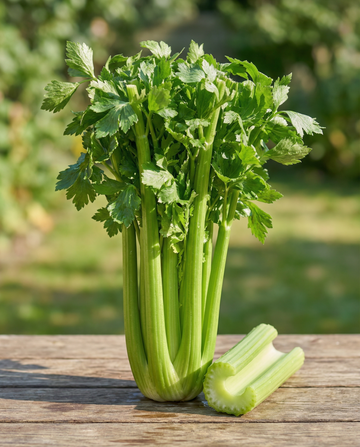 Sellerfrön Pascal (Apium graveolens) – tvåårig grönsak