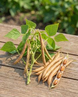 Buskböna Brown Dutch frön Phaseolus vulgaris ettårig 25g