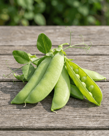 Sockerärtsfrön Sweetsalome (Pisum sativum) – ettårig grönsak