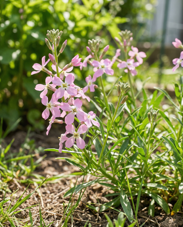 Nattviolsdoftande lövkoja rosa (Matthiola longipetala) – ettåriga blomfrön från SeedsChoice