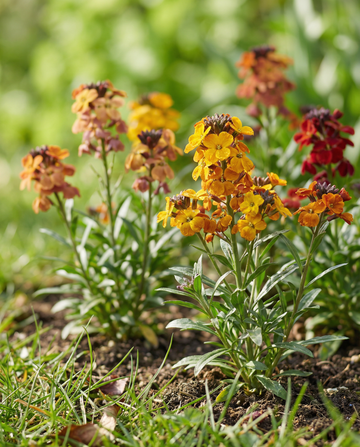 Gyllenlacksfrön Tom Thumb Mixed (Erysimum cheiri) – tvåårig blomma