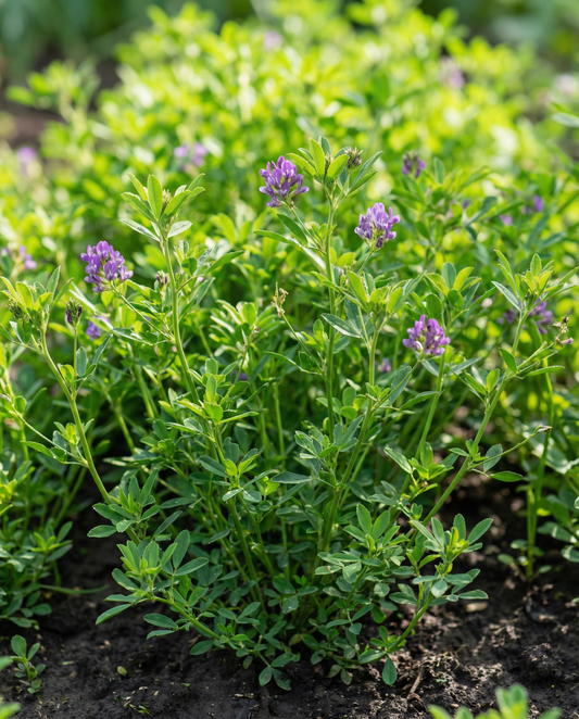 Lusernklöver gröngödsel 200g (Medicago sativa) – ettåriga gröngödselfrön från SeedsChoice