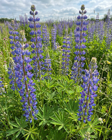 Blå lupin gröngödsel 100 g frön (Lupinus angustifolius) – ettårig gröngödsel
