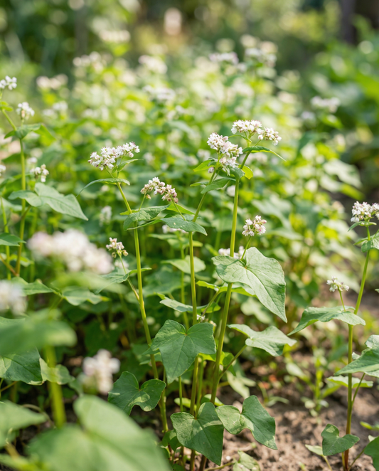 Bovete gröngödsel 250 g (Fagopyrum esculentum) – ettåriga gröngödselfrön från SeedsChoice