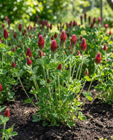 Blodklöver gröngödsel 200g (Trifolium incarnatum) – ettåriga gröngödselfrön från SeedsChoice