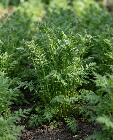 Purple Tansy gröngödselfrön 100g (Phacelia tanacetifolia) – ettåriga gröngödselfrön från SeedsChoice