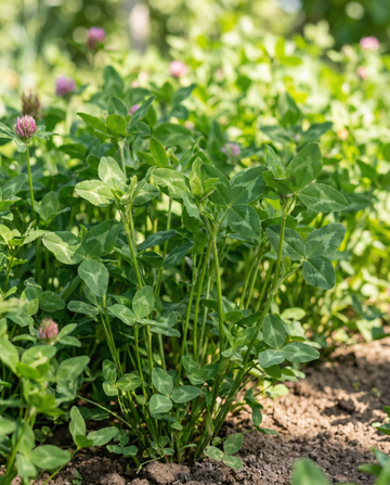 Rödklöver gröngödsling 150g frön (Trifolium pratense) – flerårig gröngödsling