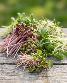 Spicy Sprouting Mix ekologisk 250g grönsaksblandning groddfrön