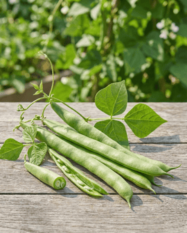 Rosenbönafrön Emergo Phaseolus coccineus ettårig 100g