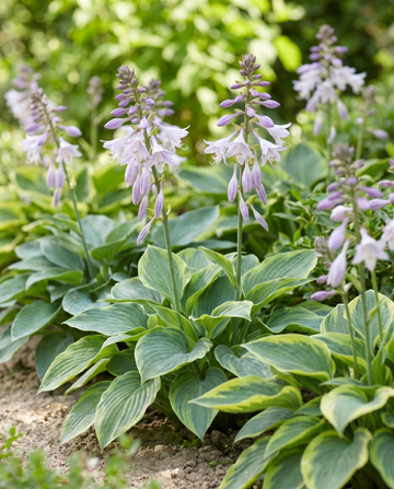 Hybrid Varieties 0,15 g (Hosta × hybrida) – frön för flerårig blandning från SeedsChoice