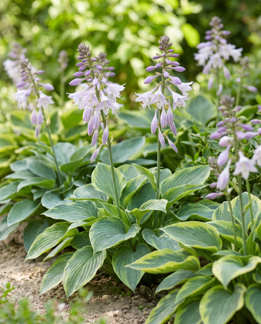Hybrid Varieties 0,15 g (Hosta × hybrida) – frön för flerårig blandning från SeedsChoice