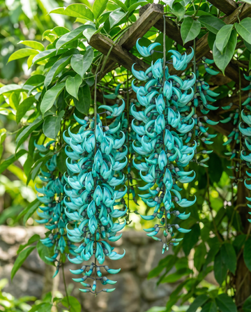 Jade Vine Turquoise Climber (Strongylodon macrobotrys) – klätterväxtfrön från SeedsChoice