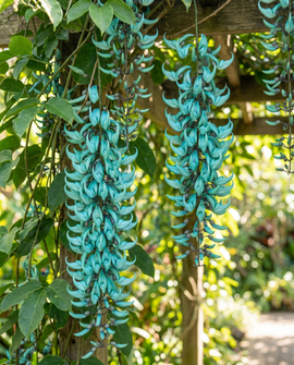 Jade Vine-frön Strongylodon Macrobotrys Turkosa Blommor Klätterväxt