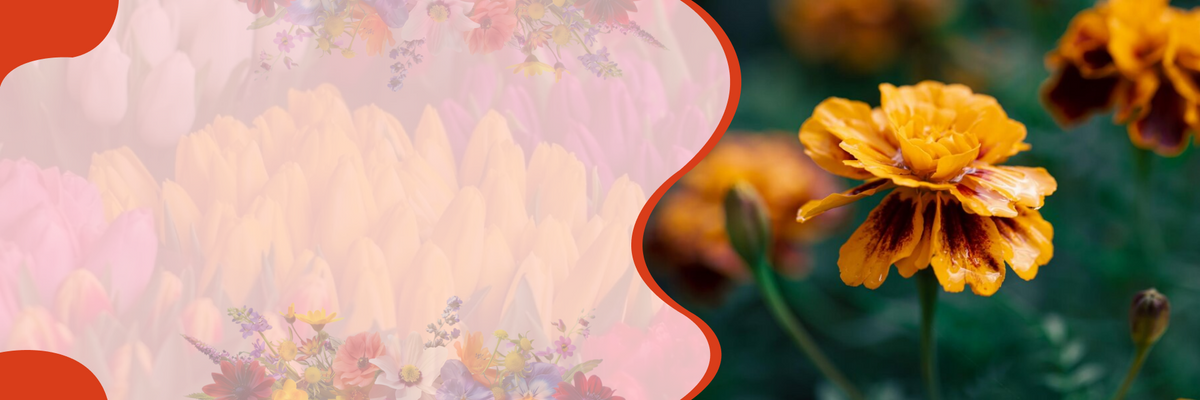 Blomster – banner på SeedsChoice