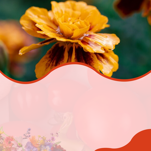 Blommor – SeedsChoice